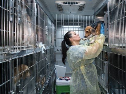 A woman takes a beagle out of a kennel inside the HSUS rescue van.
