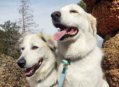 Dogs Balto and Elsa in Hualapai Mountain Park, Arizona