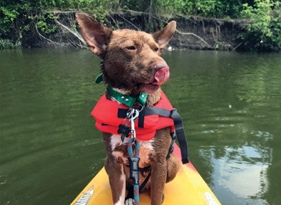 Ed the dog kayaking in White Rock Lake, Texas