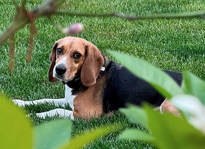 Mac the beagle