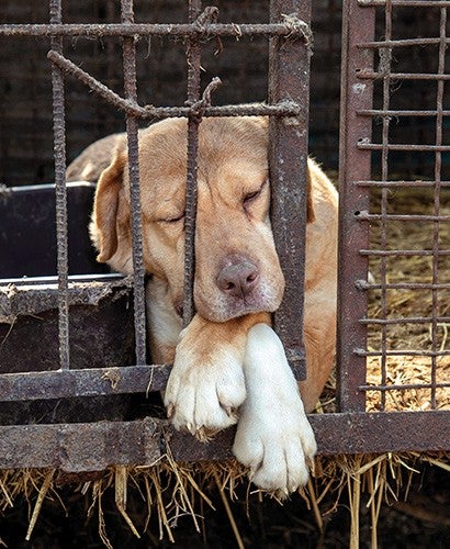 A dog is shown locked in a cage at a dog meat farm in Asan, South Korea.