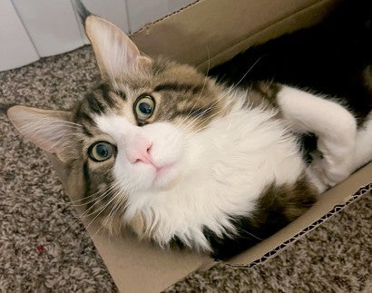 Gnocchi the main coon cat playing in a box