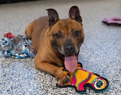 A happy dog plays with toys in a temporary shelter after being rescued from an alleged dogfighting operation
