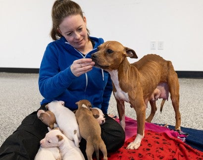 An HSUS staffer feeds a mother dog with her puppies