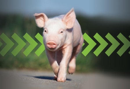 Photo illustration of happy pig running with green arrows