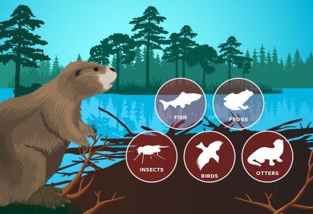 Illustration of a beaver in it's natural habitat