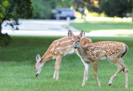 Two deer in a landscaped yard.