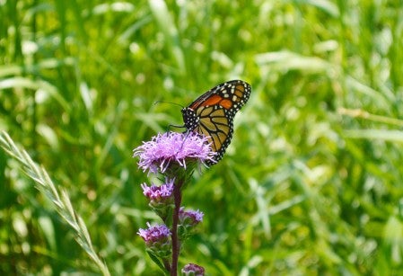 Monarch butterfly in a field of grass