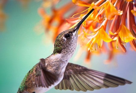 hummingbird sipping nectar from orange flowers