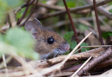 small mouse hiding in brush
