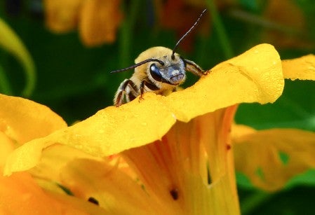 closeup of a bee on a large yellow flower