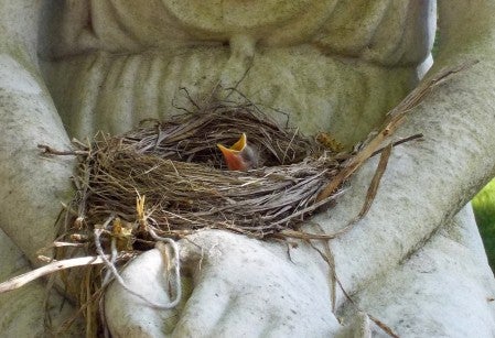 baby robin sitting in a nest