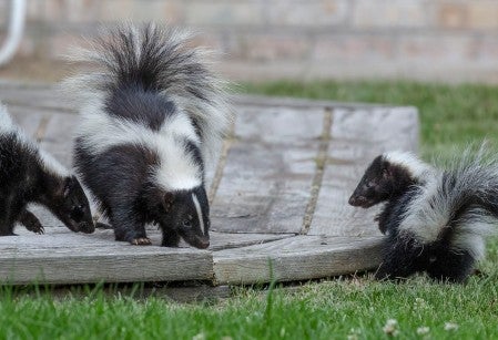 three skunks walking around a backyard