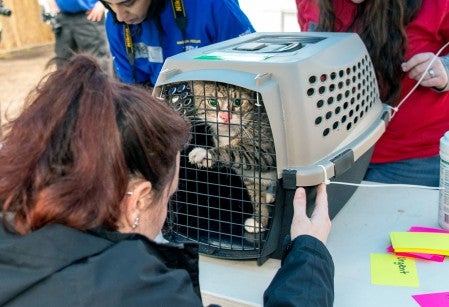 A cat in a crate is being examined by a rescue team member.
