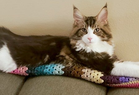 Gnocchi, a maine coon cat, is contentedly stretched out on a couch