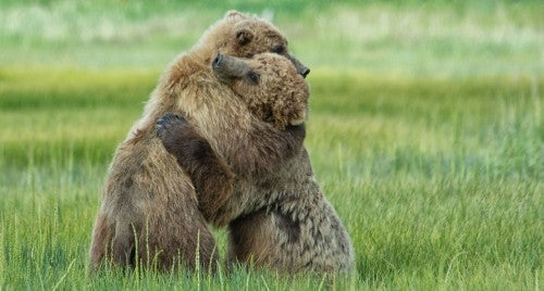 Bears hugging
