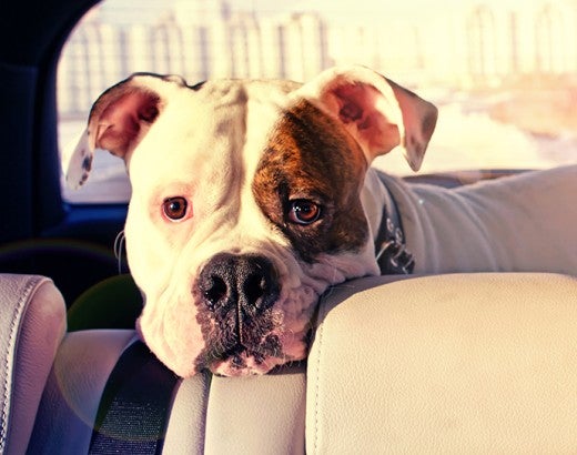 Sad dog left in a hot car