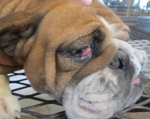Puppy mill dog with eye abnormalities 