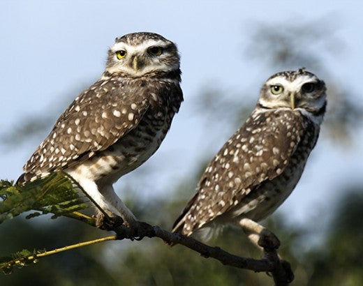 Two owls perched on a branch