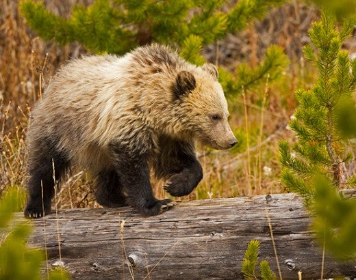 Adult grizzly bear in Yellowstone National Park