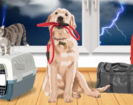 Illustration of a dog with leash in his mouth, cat on a carrier, and luggage in front of a stormy window.