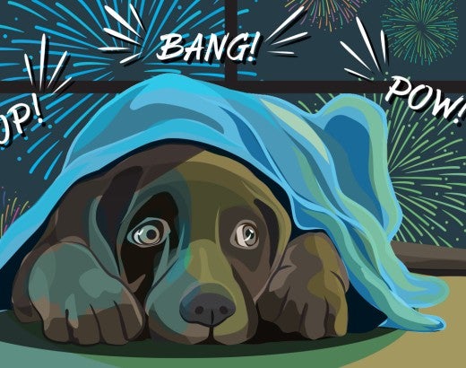 Illustration of a dog hiding under a blanket while fireworks go off out the window behind him.