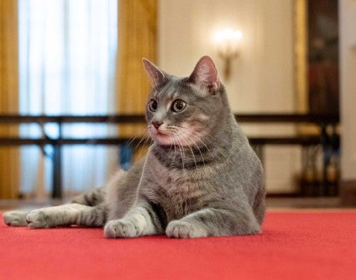 President Biden's cat Willow explores the White House
