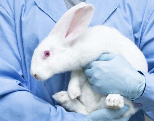 essay about animal testing for cosmetics