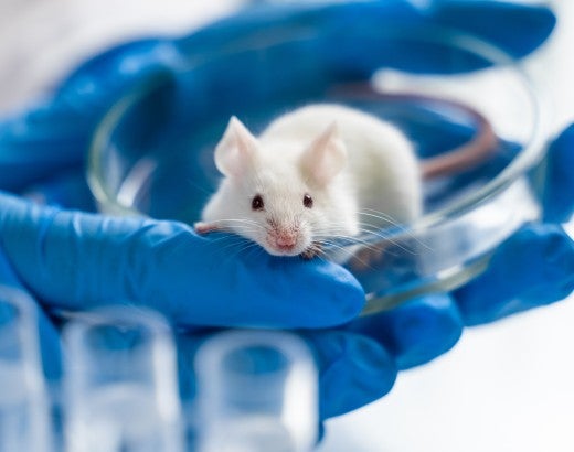 Mouse held in a petri dish