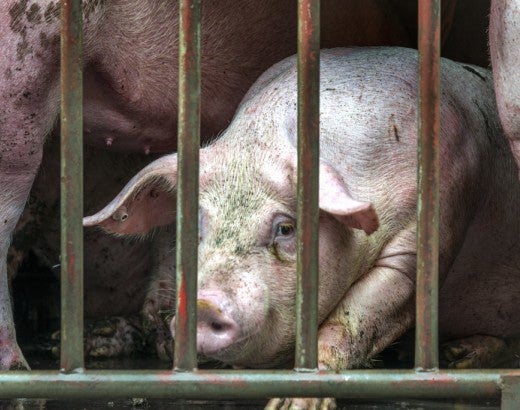 Mother pigs in gestation crates 
