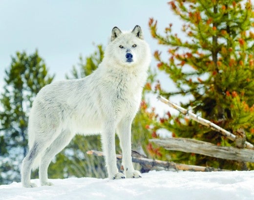 Gray Wolf standing in snow, looking at camera