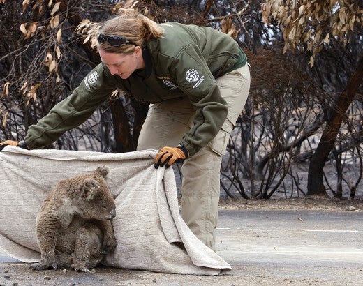Kelly reaches down to safely pick up a koala.