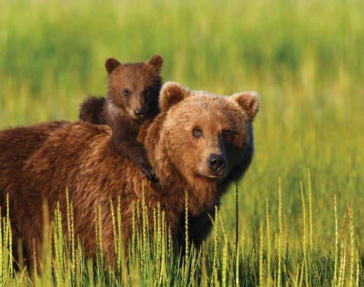 A bear cub rides atop an adult bear in the wild