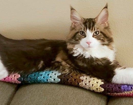 Gnocchi, a maine coon cat, is contentedly stretched out on a couch