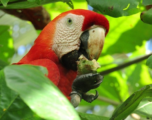 Photo of a parrot in a tree