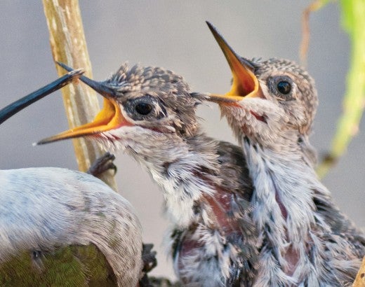 Hummingbird feeds her babies