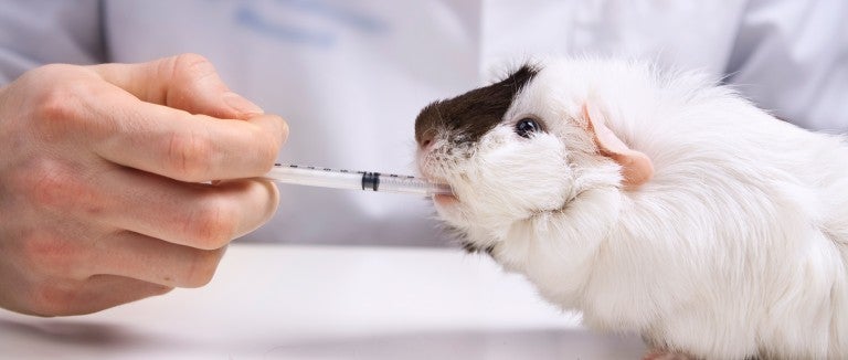 PETA ranks University among 'worst' for animal testing