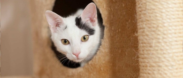 Home Sweet Home How To Bring An Outside Cat Indoors The Humane Society Of The United States