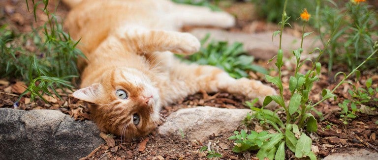 Living With a Fraidy Cat: Tips From the Field