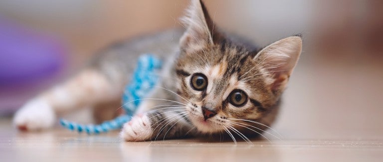 Teach your kitten how to play nice  The Humane Society of the United States
