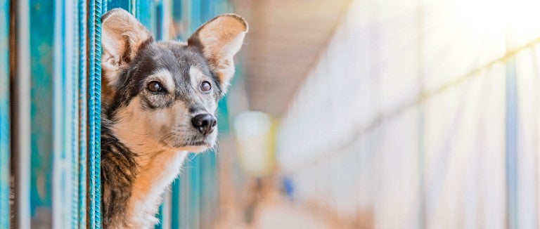 Genetic Testing Shows Animal Shelters Often Misidentify Dogs' Breeds |  Smart News| Smithsonian Magazine