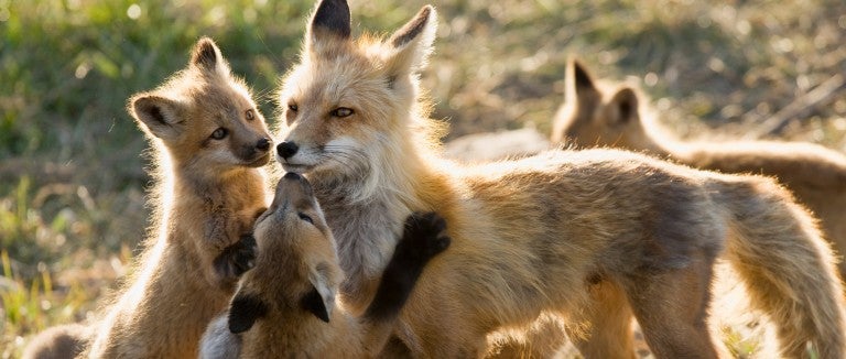 Red Fox Facts
