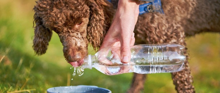 do dogs like ice cold water