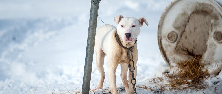 White pit bull chained to a metal pole outside in the snow