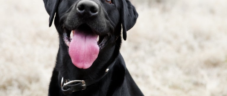 Black lab looks at camera with tongue out