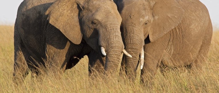 Trophy hunters kill two of Africa's biggest elephants in Botswana - Africa  Geographic