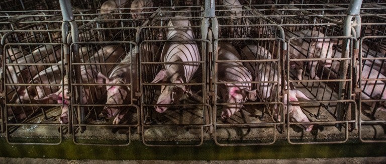 A row of pigs confined to small gestation crates