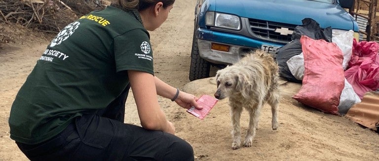 Rescue responder greets dog 
