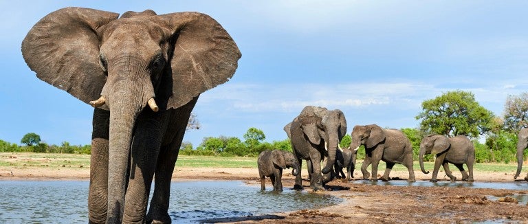 African elephant group drinking at a waterhole