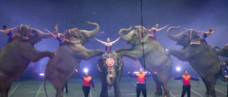 Elephants forced to perform at a circus